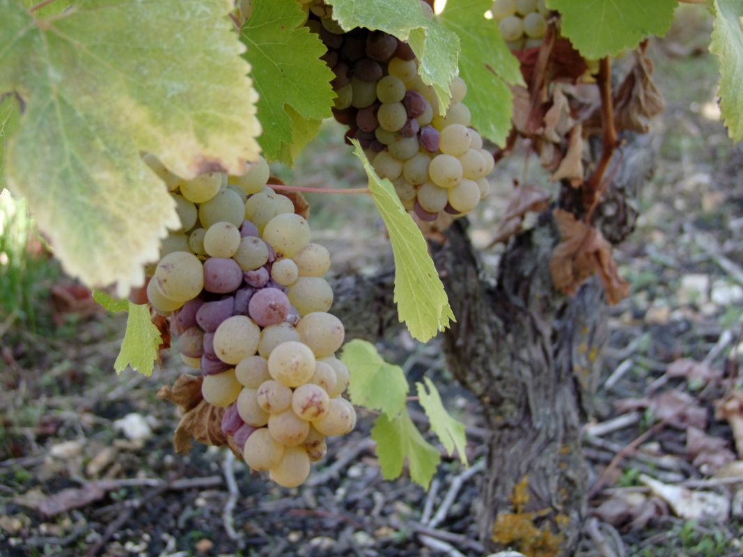 vigneron Chançay, vigneron Vouvray, vigneron Touraine