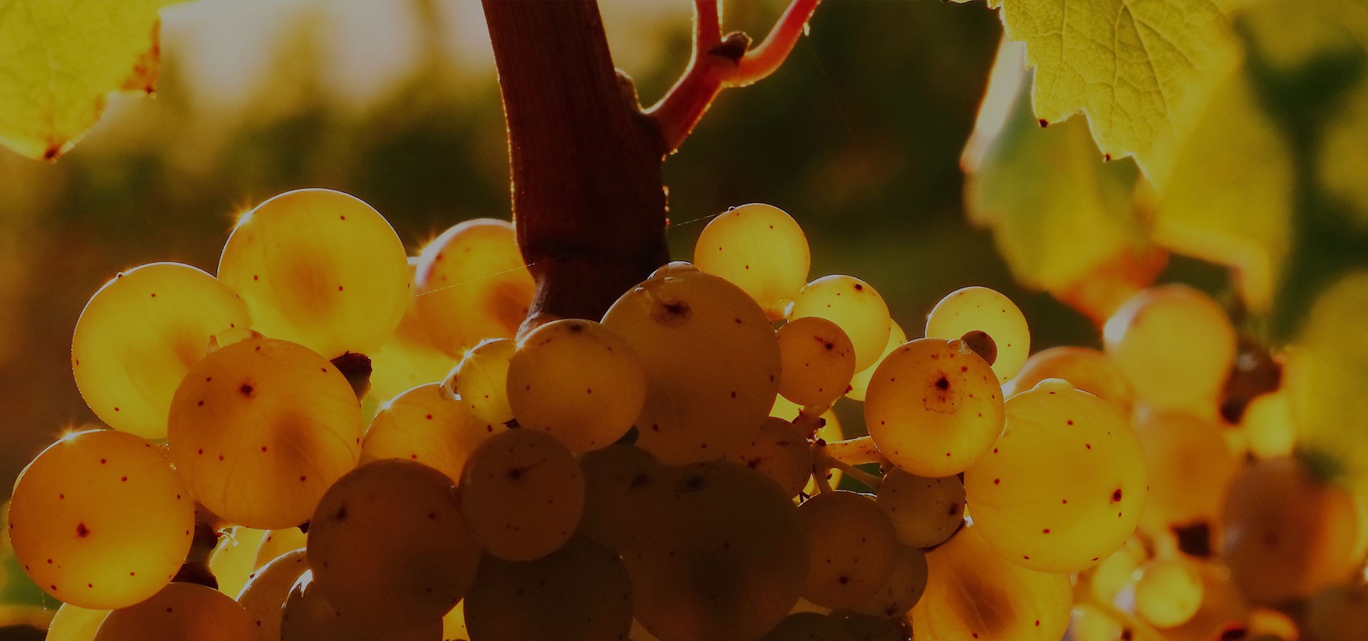 Domaine de la Robinière Vins de Vouvray