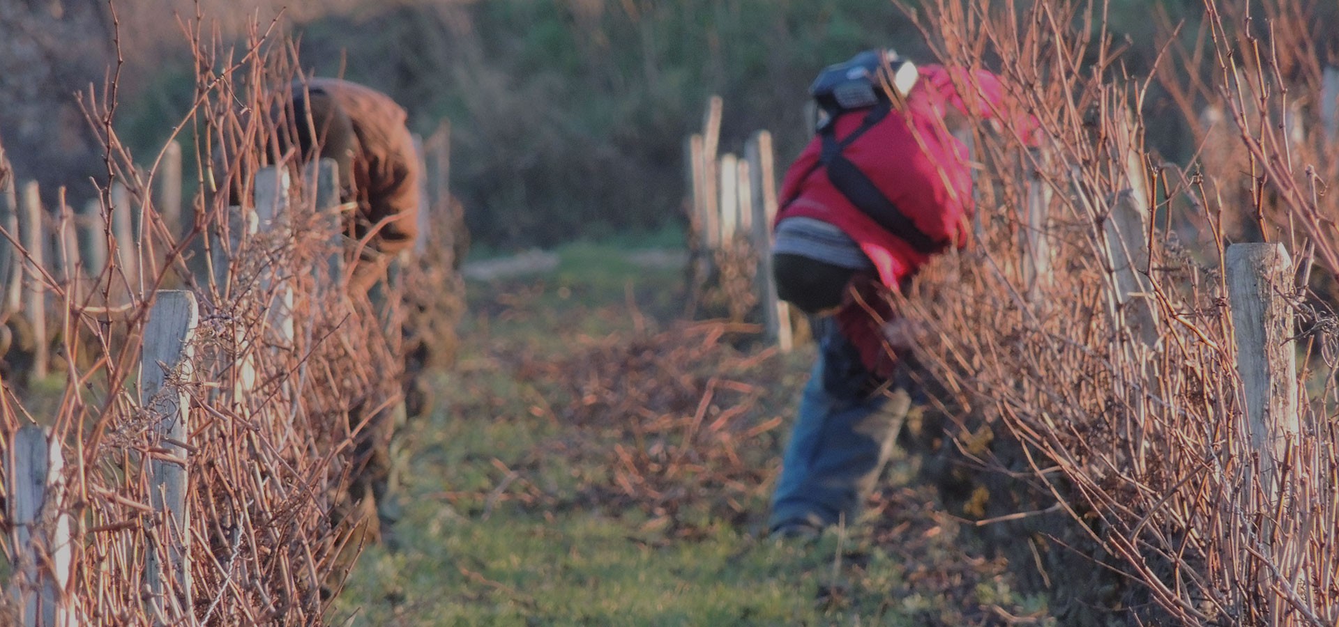 Domaine de la Robinière Vins de Vouvray